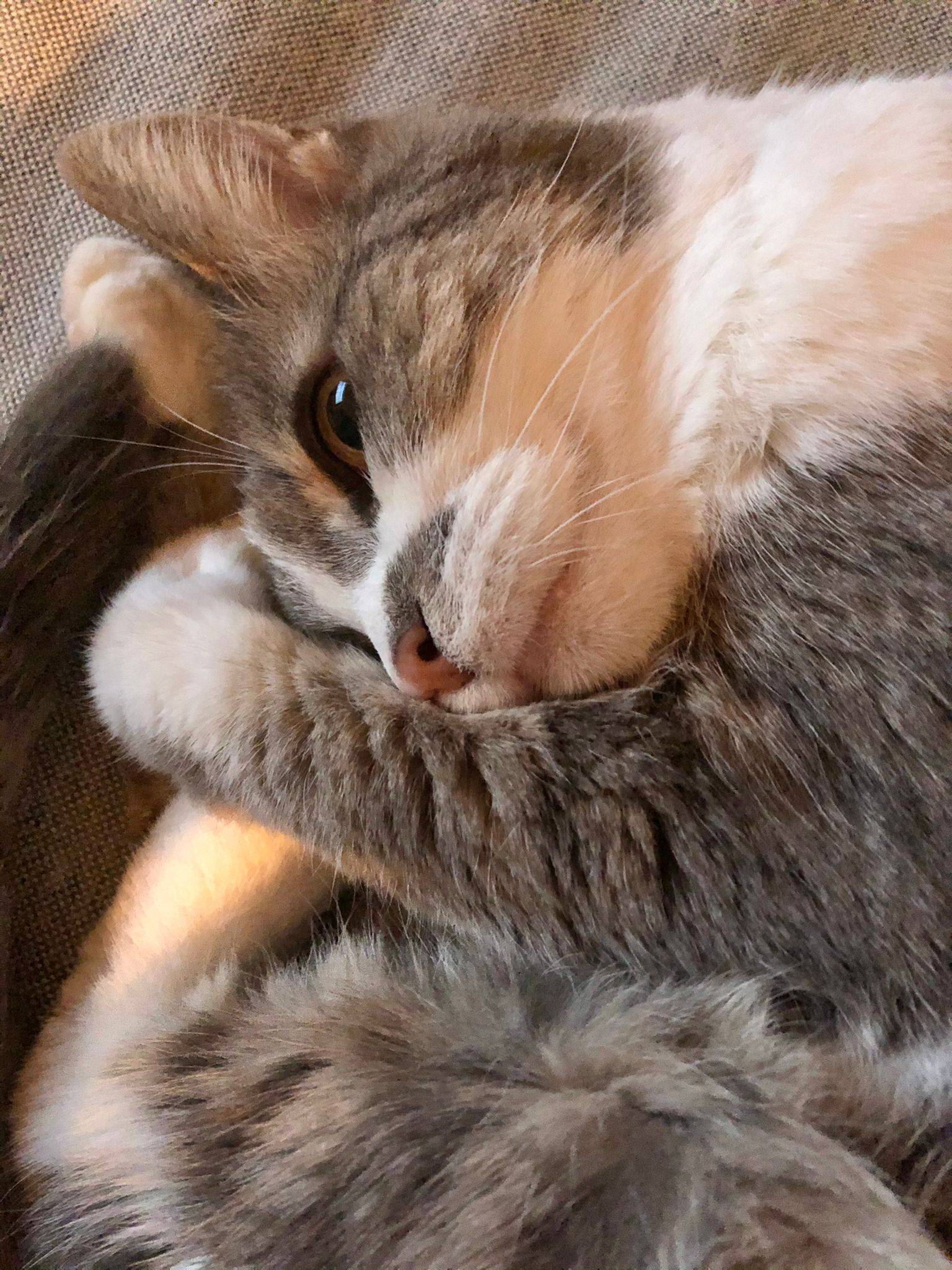 La mia gatta Mimi 🌈❤️