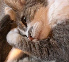 La mia gatta Mimi 🌈❤️